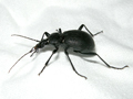 Cychrus caraboides
